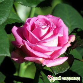 Роза чайно-гибридная Аква в Ейске