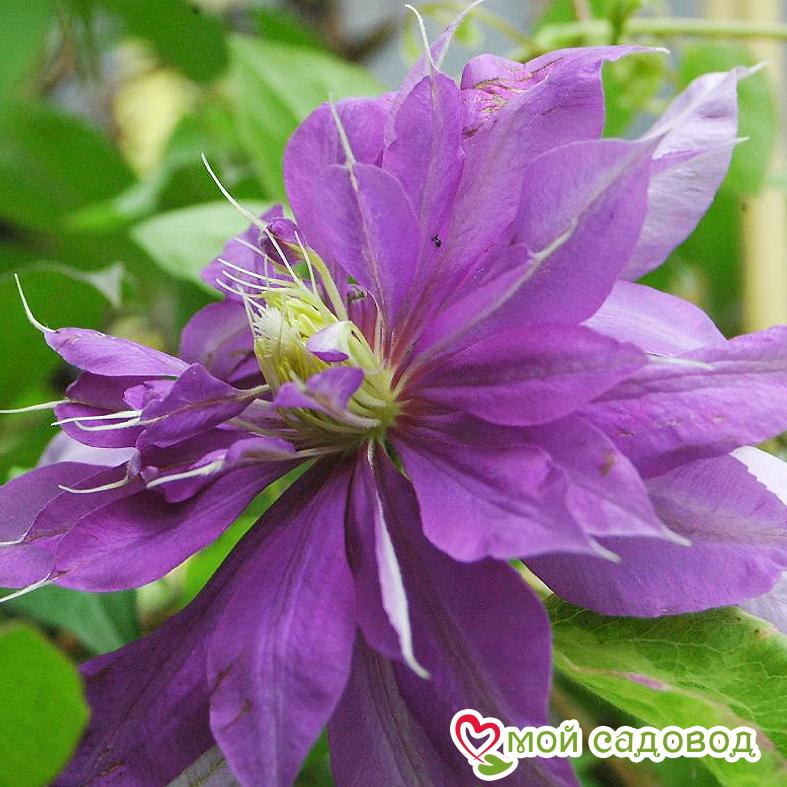 Клематис Кантесс Ловелас ЗКС