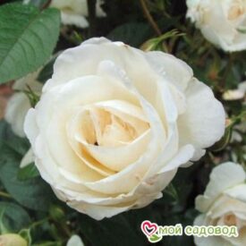 Роза Спрей белый в Ейске