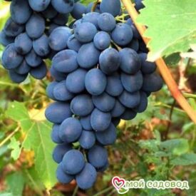 Ароматный и сладкий виноград “Августа” в Ейске