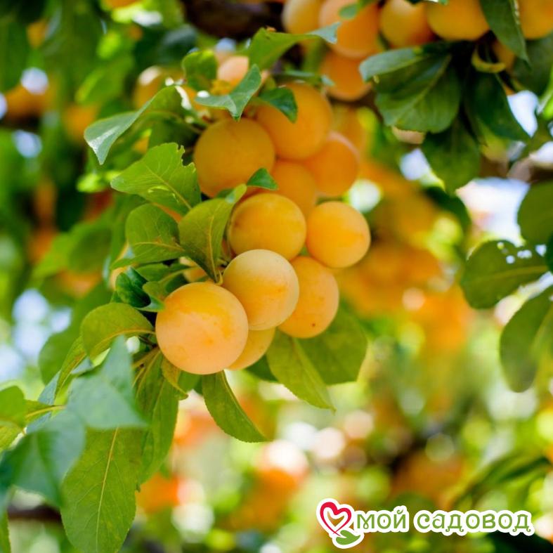 Абрикос Дима