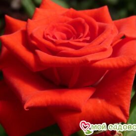 Роза чайно-гибридная Корвет в Ейске