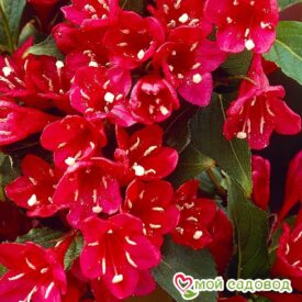 Вейгела цветущая “Ред Принц” в Ейске