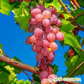 Виноград Лидия (Розовая Изабелла) в Ейске