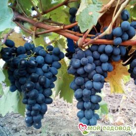 Виноград Молдова в Ейске