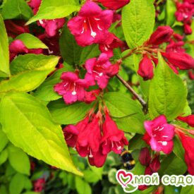Вейгела цветущая “Рубидор” в Ейске