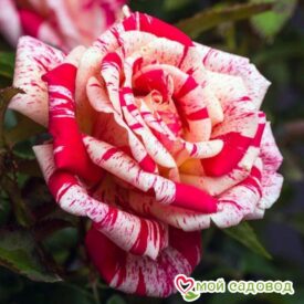 Роза чайно-гибридная Папагено в Ейске