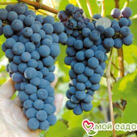 Виноград Амурский синий в Ейске