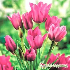 Тюльпан многоцветковый Пурпл Букет в Ейске