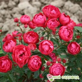 Роза полиантовая Морздаг Ред (Morsdag Red) в Ейске