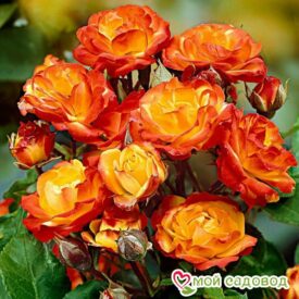 Роза полиантовая Румба (Rumba) в Ейске