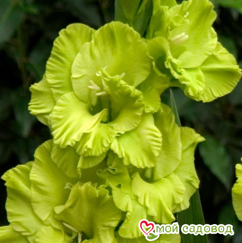 Гладиолус Грин Стар