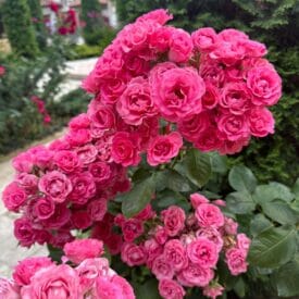 Роза Спрей розовый в Ейске