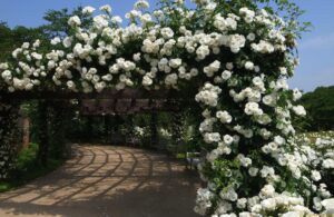 Секреты успешной посадки розы Белый Каскад: как сделать ваш сад цветущим раем