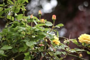 Секреты выращивания плетистой розы Лаура Форд: от посадки до зимнего укрытия