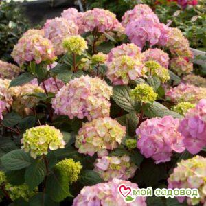 Гортензия крупнолистная Маунтин